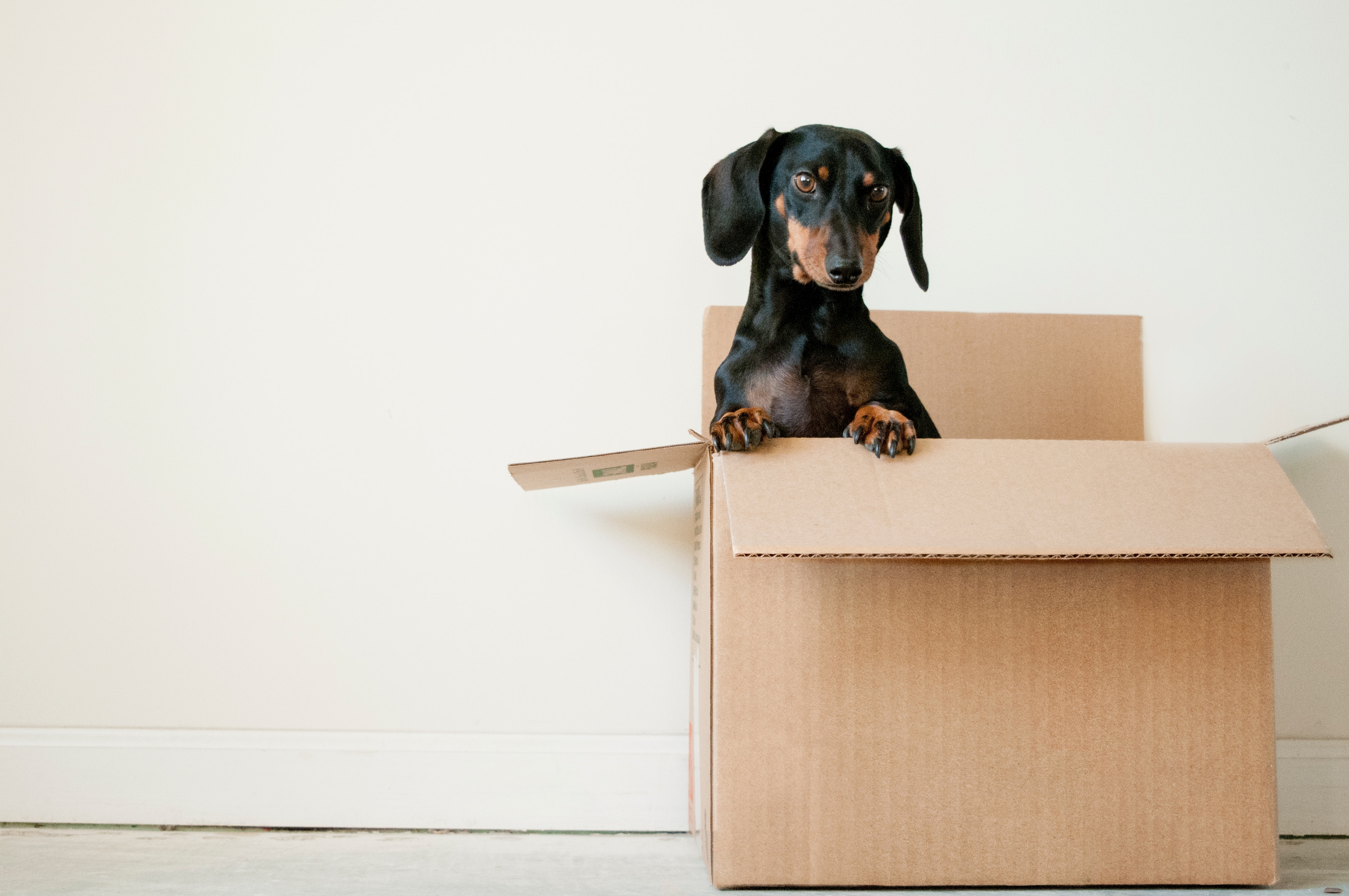 dachshund dog sitting in cardboard box