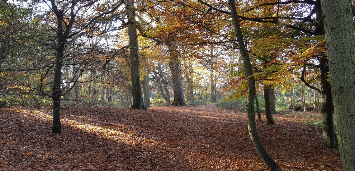 autumn-leaves-forest
